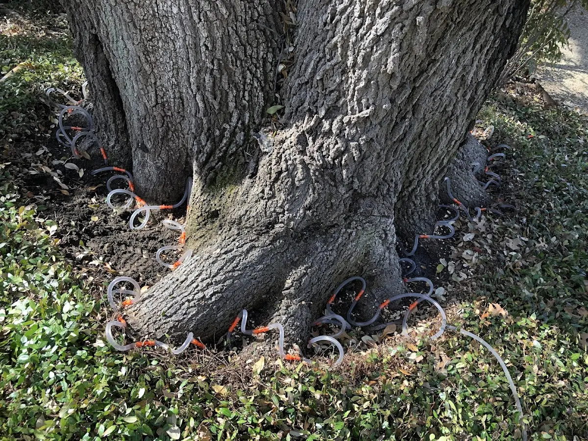 Detailed Tree Cabling and Bracing job site in Severance